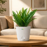 white sword fern
