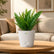 white sword fern