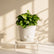 white syngonium pixie