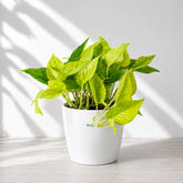 hanging pothos indoor