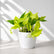 hanging pothos indoor