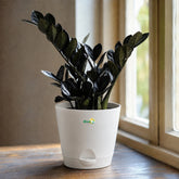 ZZ Plant Black