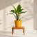 Calathea Zebrina