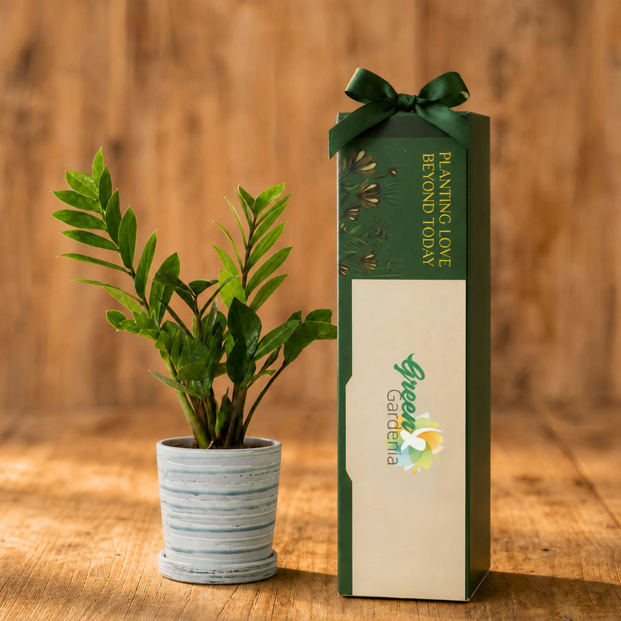 zz plant + Ceramic Pot | Corporate Branding Edition