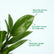 zz plant