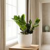 zz plant