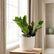zz plant