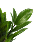 zz plant | Corporate Branding Edition