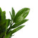 zz plant