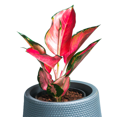 Aglaonema China Pink - Image 2