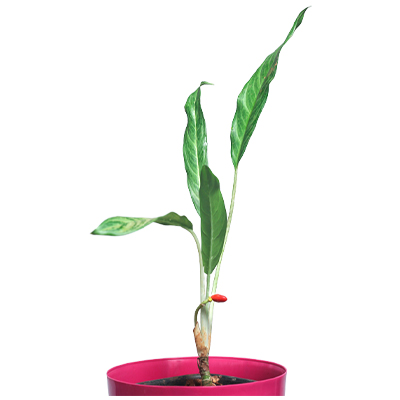 Aglaonema Ajoyis - Image 2