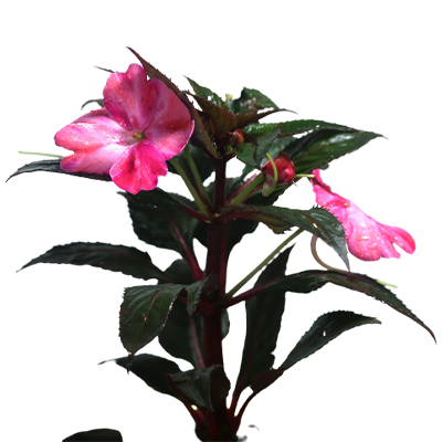 Chinese Balsam (Pink) - Image 2