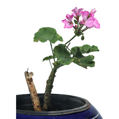 Geranium - Image 2