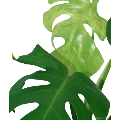 Monstera Deliciosa - Image 2