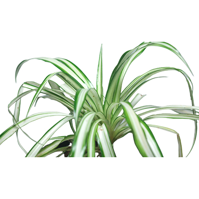 Spider Plant - Image 2