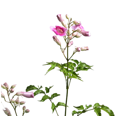 Tecoma (Pink) - Image 2