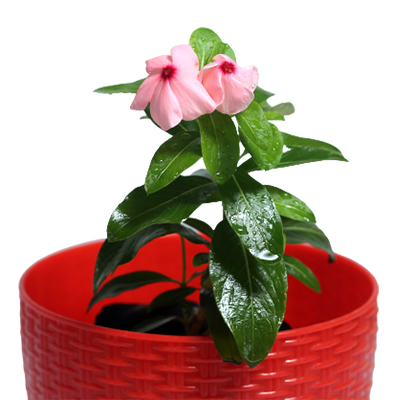 Vinca - Image 2