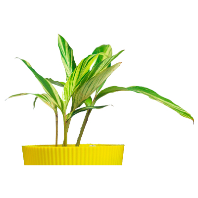 Alpinia - Image 2