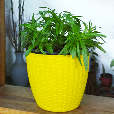 Star grass ( ornamental grass ) - Image 4