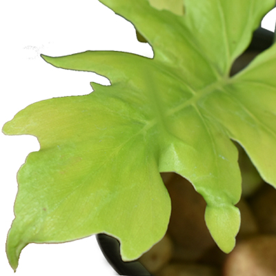 Philodendron selloum Gold - Image 3