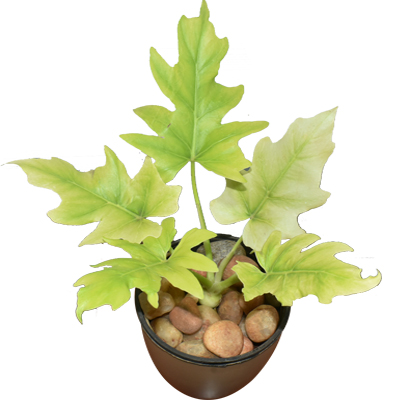 Philodendron selloum Gold