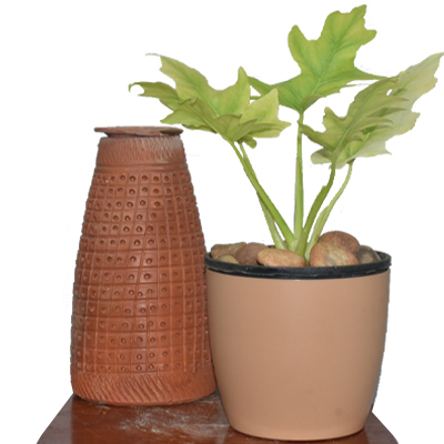 Philodendron selloum Gold - Image 4
