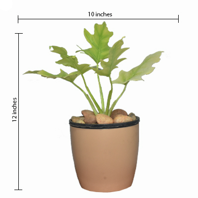 Philodendron selloum Gold - Image 2