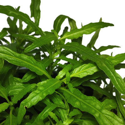 Star grass ( ornamental grass ) - Image 3