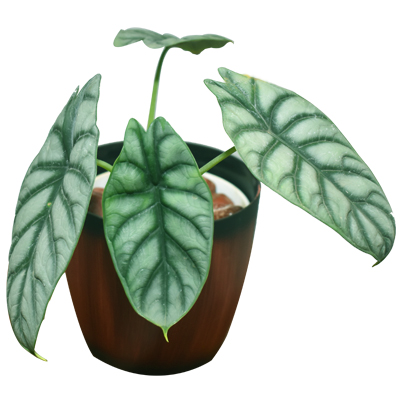 Alocasia Silver Dragon