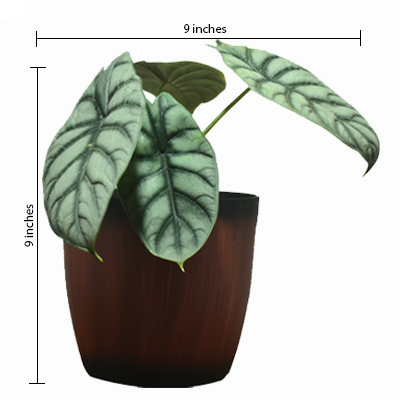 Alocasia Silver Dragon - Image 3