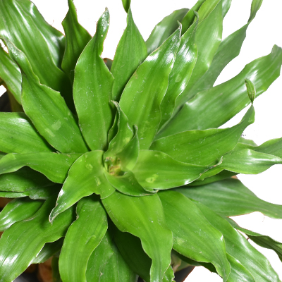 Dracena Compacta - Image 2