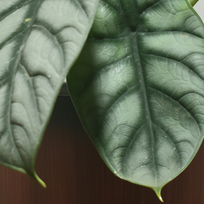 Alocasia Silver Dragon - Image 4