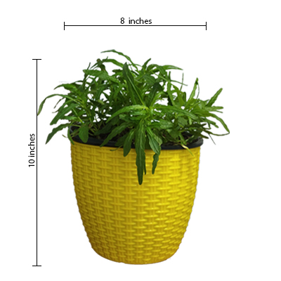 Star grass ( ornamental grass ) - Image 2