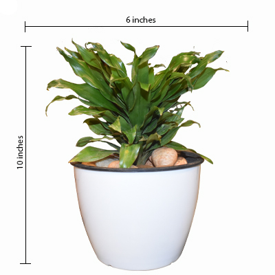Dracena Compacta - Image 3