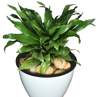 Dracena Compacta