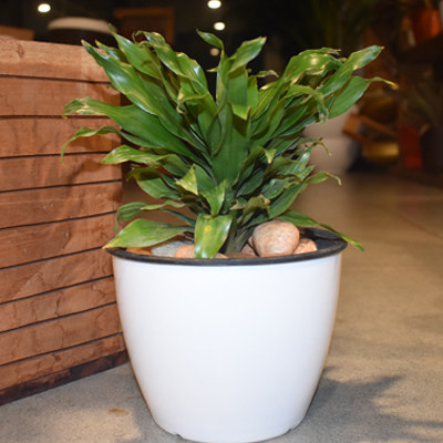 Dracena Compacta - Image 4
