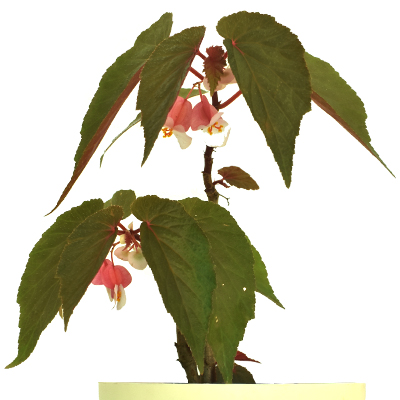 Begonia - Image 2