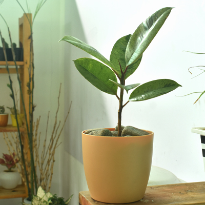 Rubber Plant Variegated Dwarf - Image 2