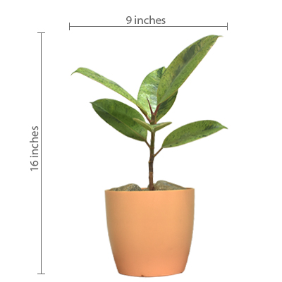 Rubber Plant Variegated Dwarf - Image 4