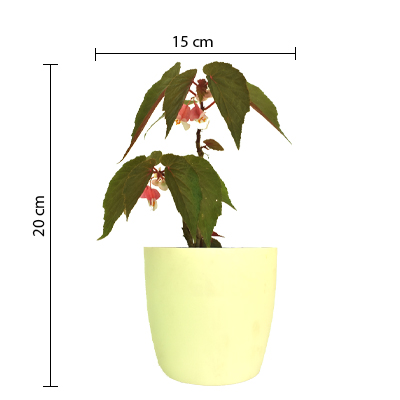 Begonia - Image 4
