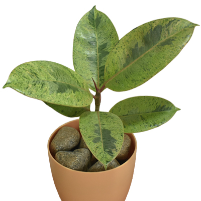 Rubber Plant Variegated Dwarf