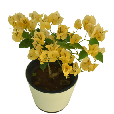 Bougainvillea - Image 5