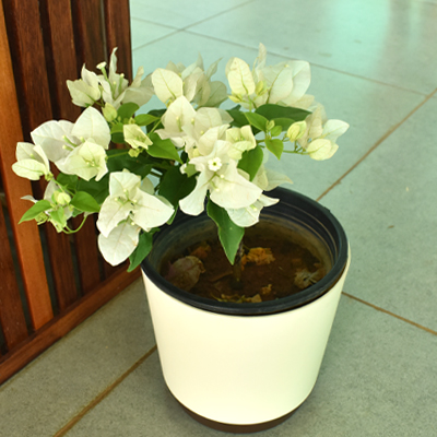 Bougainvillea - Image 6