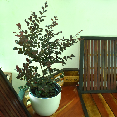 Croton Petra - Image 2