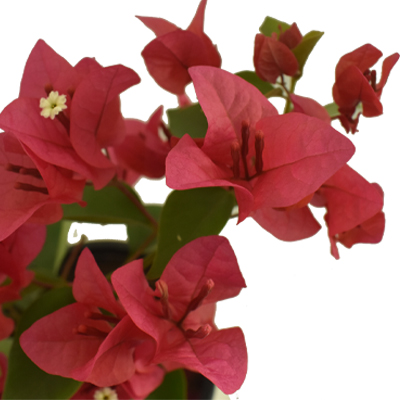 Bougainvillea - Image 8