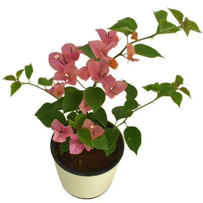 Bougainvillea - Image 9