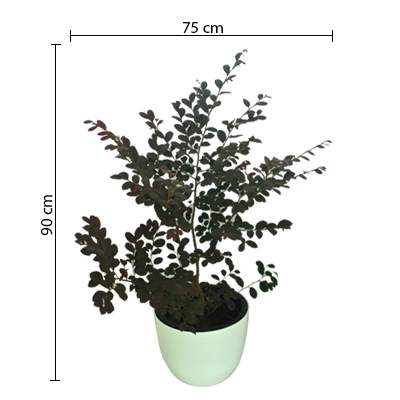 Croton Petra - Image 4