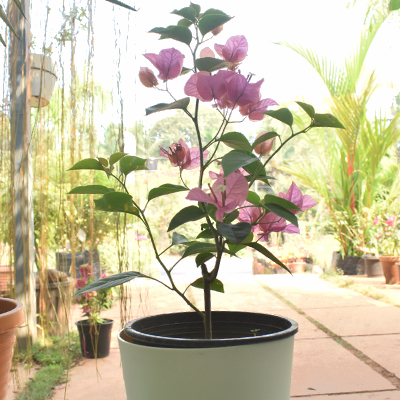 Bougainvillea - Image 10