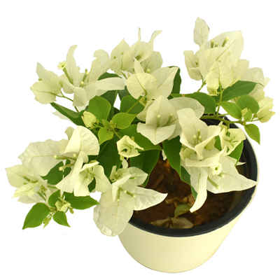 Bougainvillea - Image 11