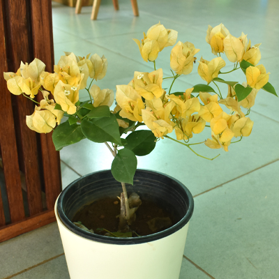 Bougainvillea - Image 12